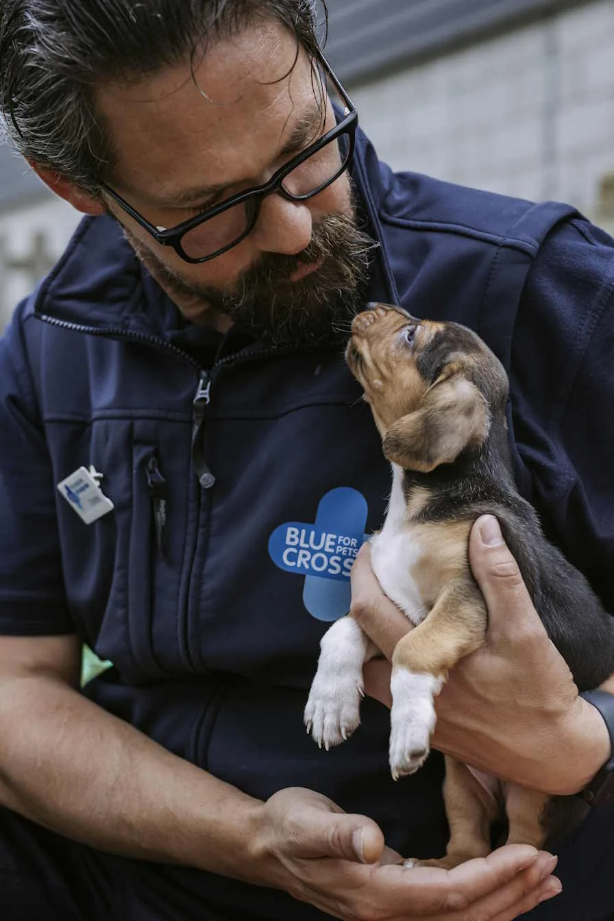 Blue Cross Strategy making impact